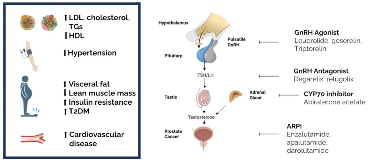 Dr. Horvath presented a case of a 70-year-old man with de novo low-volume mHSPC treated with leuprolide + enzalutamide, with a PSA < 0.01 ng/mL. The patient is wondering if he should take statins and aspirin, and whether this will improve prostate cancer survival and prevent a heart attack. The following figure highlights the metabolic effects of ADT +/- androgen receptor pathway inhibitor:
