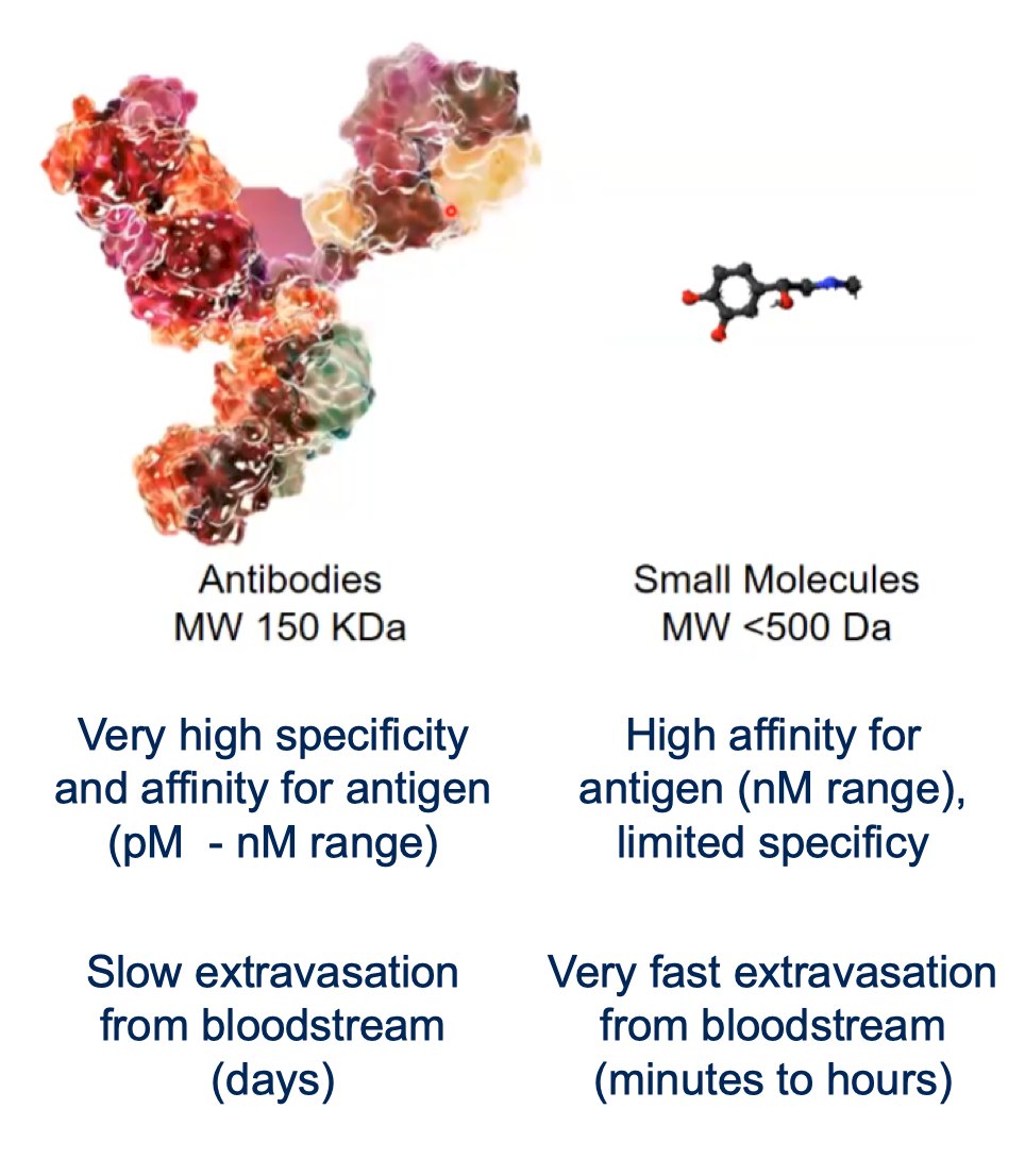 So, why antibodies for radioligand therapy? Monoclonal antibodies exhibit extremely high specificity and affinity for their targets, typically within the picomolar to nanomolar range. Antibodies demonstrate relatively slow extravasation from the bloodstream, often requiring days to reach target tissues. By contrast, small molecules generally exhibit rapid tissue penetration occurring over minutes to hours, albeit with somewhat lower specificity. These biological differences create distinct biodistribution patterns and may influence both efficacy and toxicity:&nbsp;