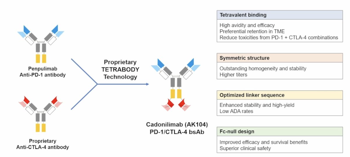 Guidelines and expert reports consistently emphasize enrollment in prospective trials whenever feasible. Prospective data support activity of IO/TKI and IO/IO combinations in advanced non-clear cell RCC, including pembrolizumab + lenvatinib and nivolumab + cabozantinib in selected populations. However, the benefit remains inconsistent across histologies, and durable disease control is still not optimized. Cadonilimab, a bispecific PD-1/CTLA-4 antibody, has shown antitumor activity in various solid tumors, but its efficacy in RCC remains unknown: