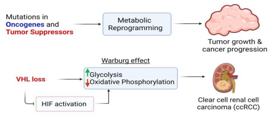 Glutamine Metabolism in Clear Cell Renal Cell Carcinoma-0.jpg