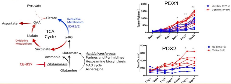 Glutamine Metabolism in Clear Cell Renal Cell Carcinoma-1.jpg