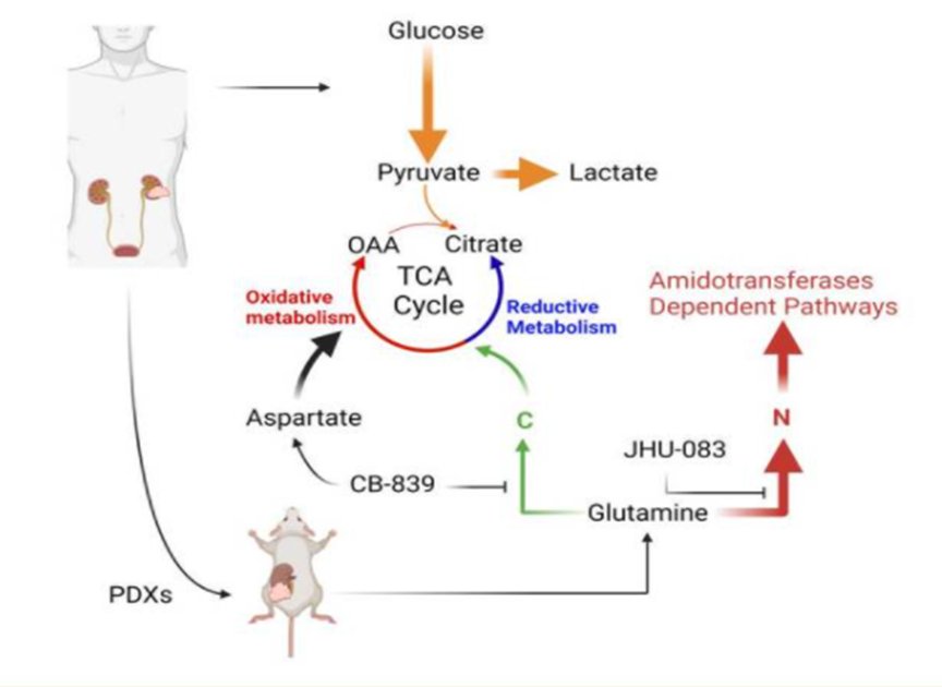 Glutamine Metabolism in Clear Cell Renal Cell Carcinoma-2.jpg