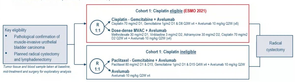 cisplatin phases.jpg