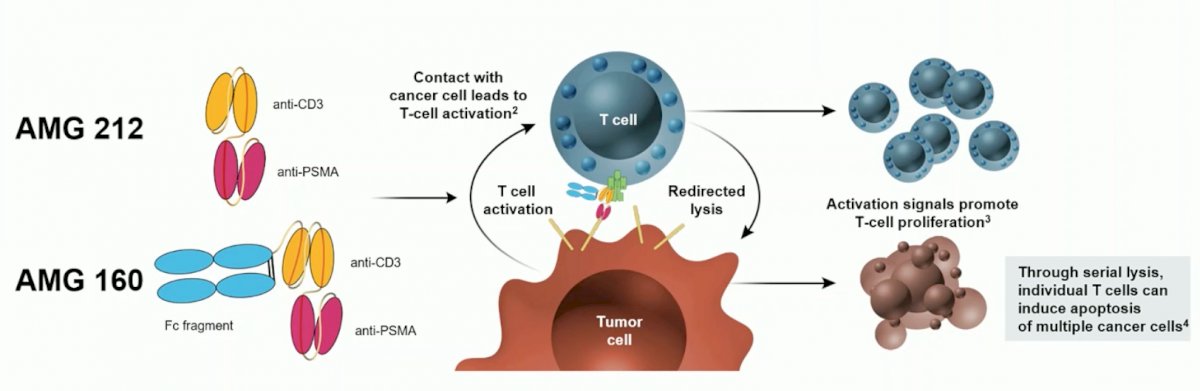 PSMA biology-0.jpg