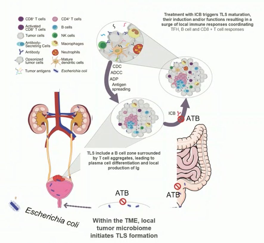 microbiome-4.jpg