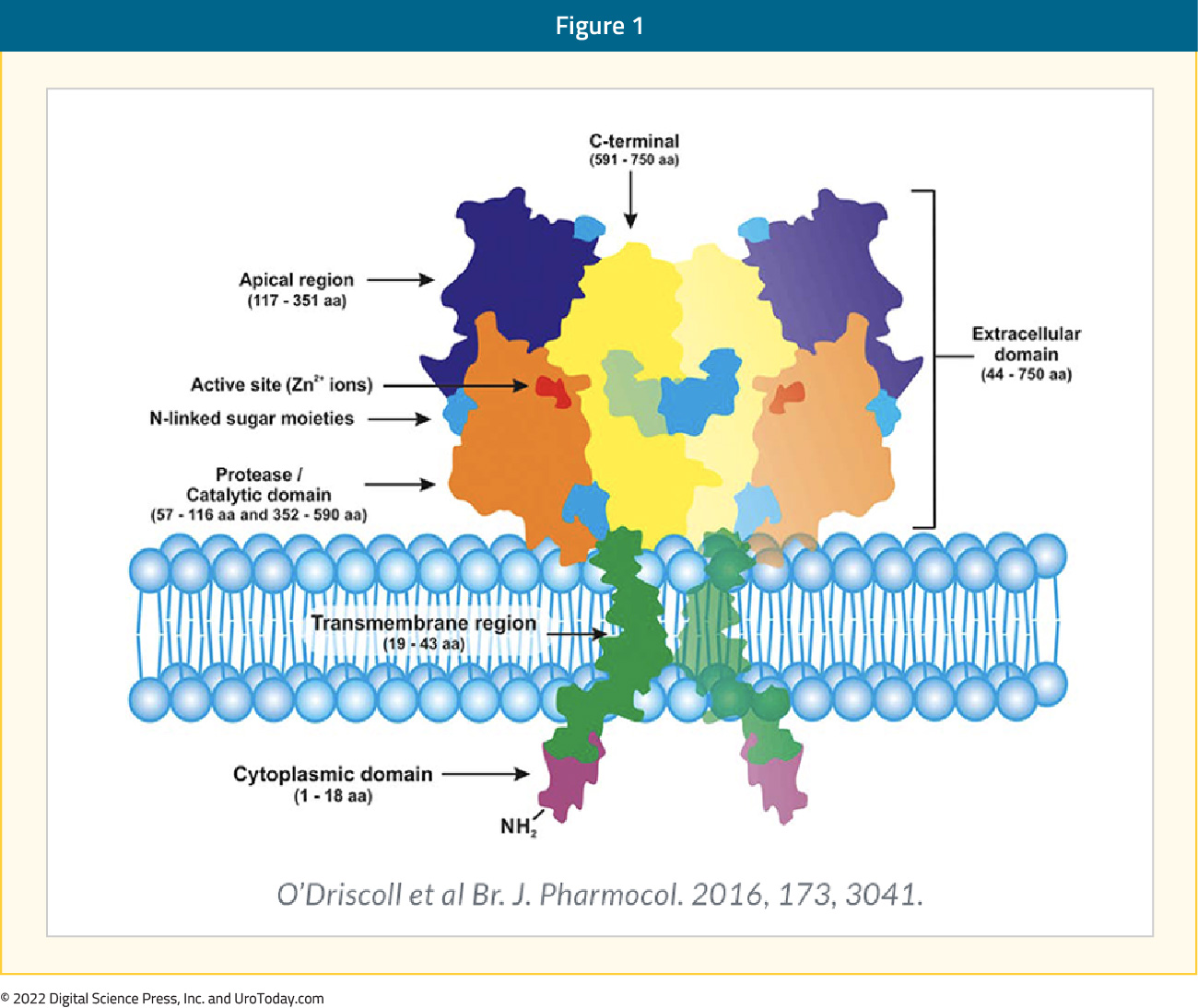 figure-1-PSMA-COE-article-12x.jpg