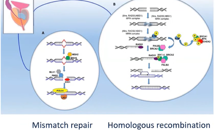 germline_mutations.png