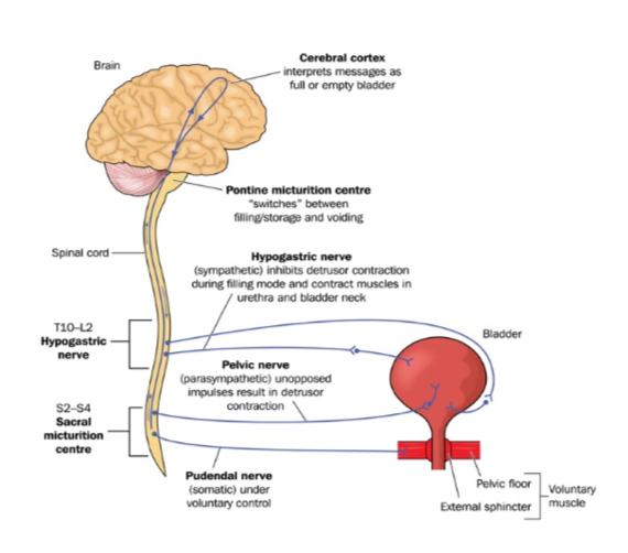 incomplete_bladder.png