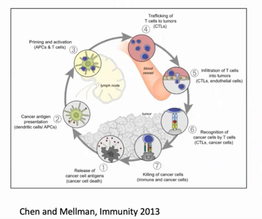 interaction of immune system with cancer cells
