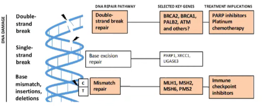 mutations_in_DNA.png