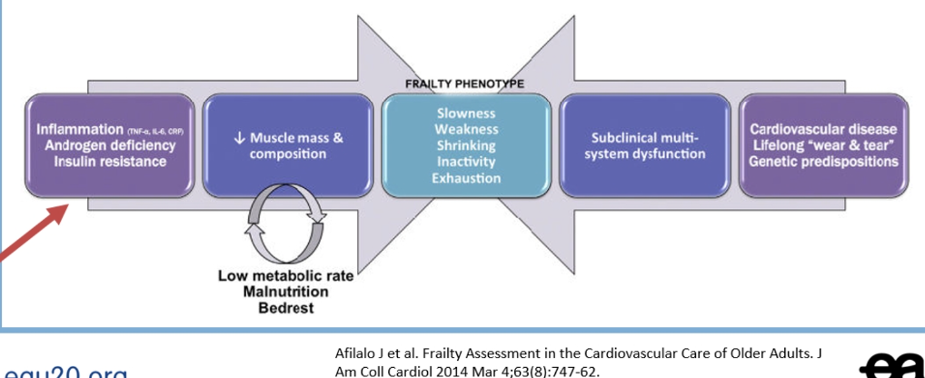 pathophysiologic pathways leading to the frail phenotype