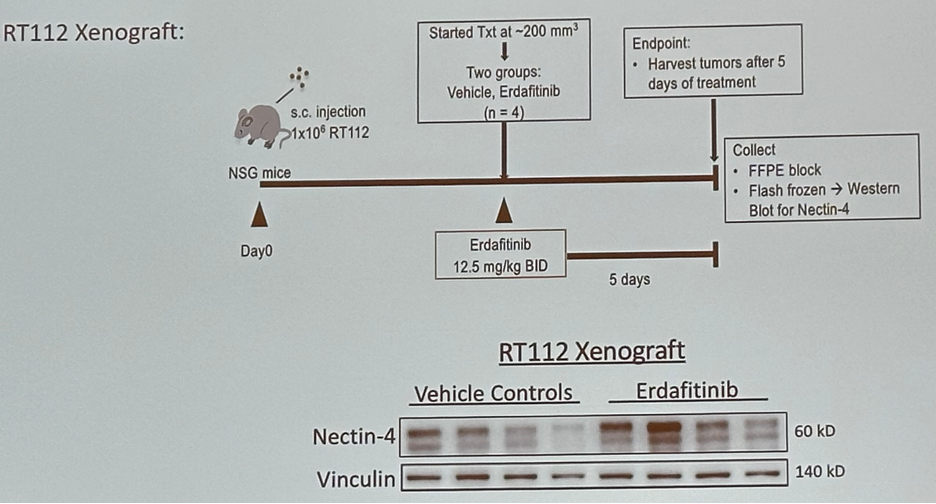 rt112_xenograft.jpeg