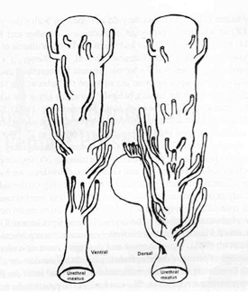 bta friedman bta fig2 thumb