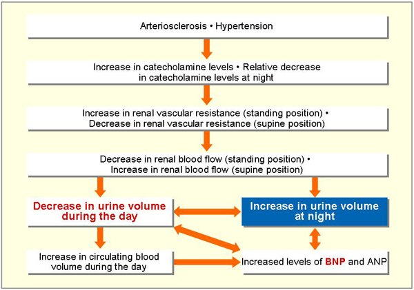 Flowchart showing nocturia's influence on bladder function