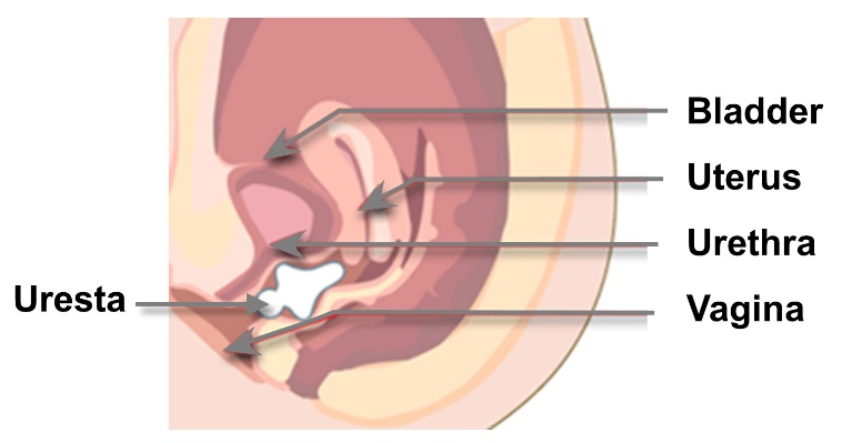 uresta diagram